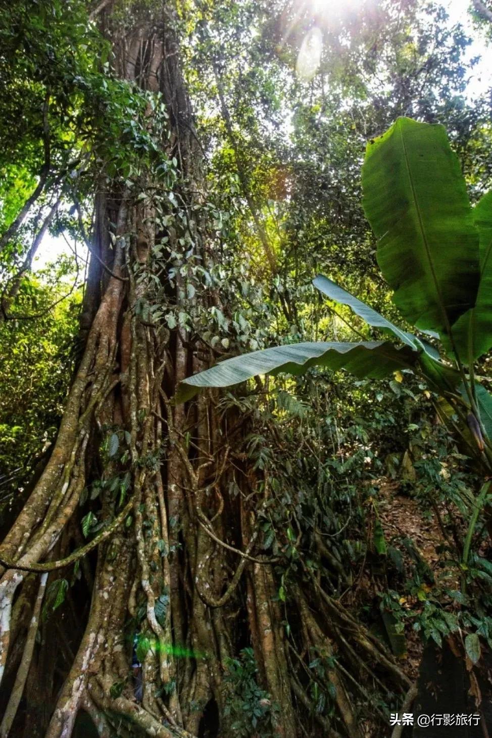 介绍一下云南的西双版纳,云南西双版纳的介绍景点
