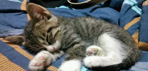 养猫怎样照顾猫,刚刚领养幼猫怎么养