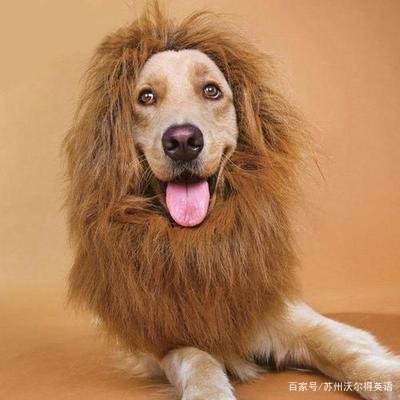 贝克汉姆为什么秃了,中年期的贝克汉姆