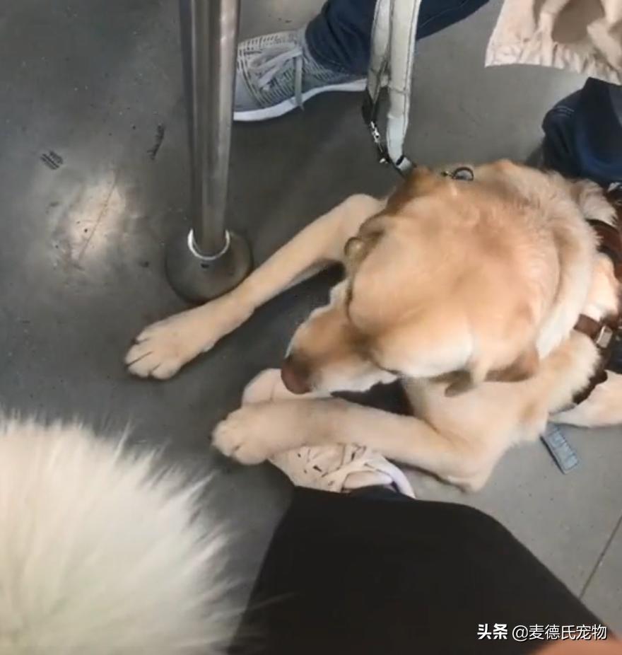 导盲犬被踩了也不敢出声怎么办,导盲犬在地铁压到脚原视频