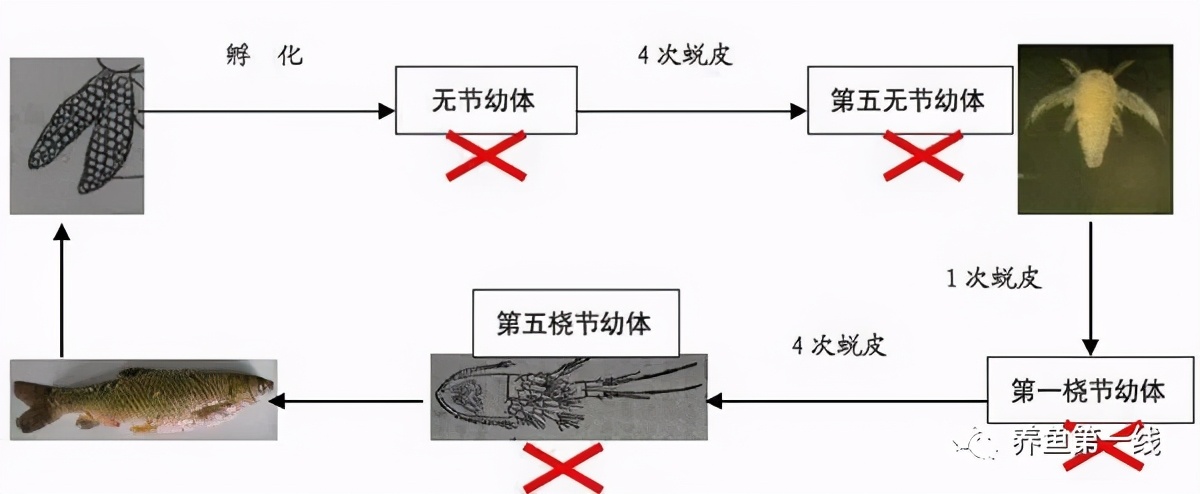 鱼身上有红斑用什么药治理,鱼身上有红斑怎么解决