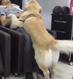 狗狗有这种行为证明你养对狗了,这八种狗狗都是粘人精谁养谁知道