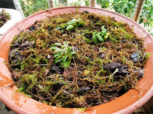 石斛兰黄叶烂根怎么拯救,石斛烂根