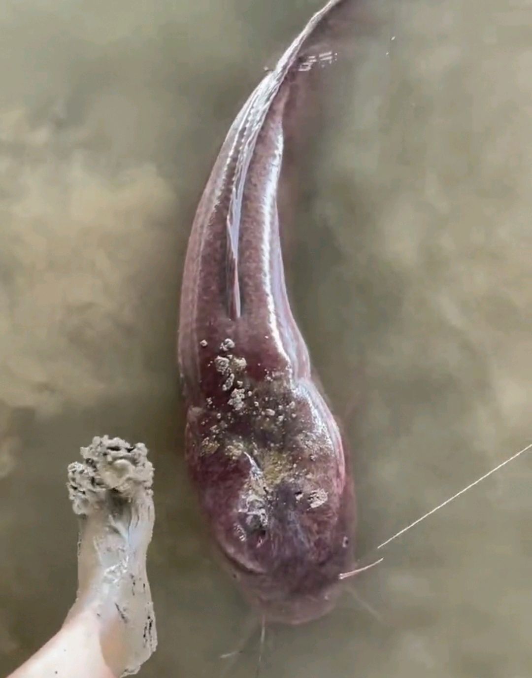 十大入侵最严重的鱼,入侵我国最惨的物种鱼