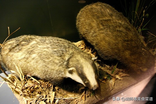 除了蝙蝠，这18种动物肉都是野生的，为了家人健康，一定要管住嘴