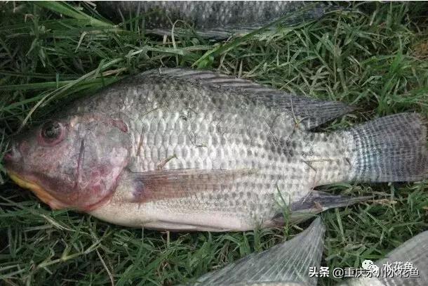 鱼出血病的防与治,鱼类出血性疾病