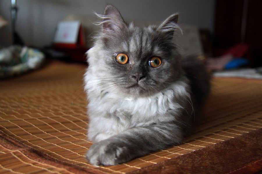 猫猫品种介绍大全,猫猫品种视频大全