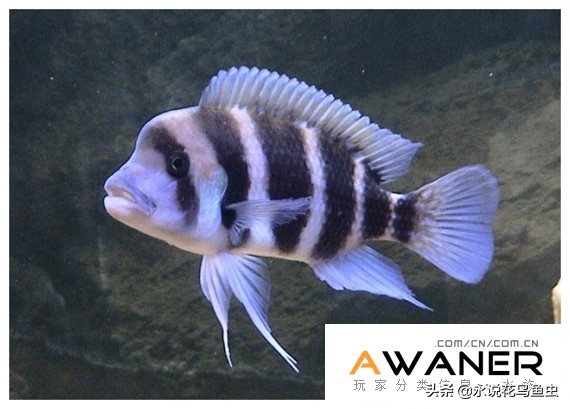 慈鲷六间混养,慈鲷科有哪些