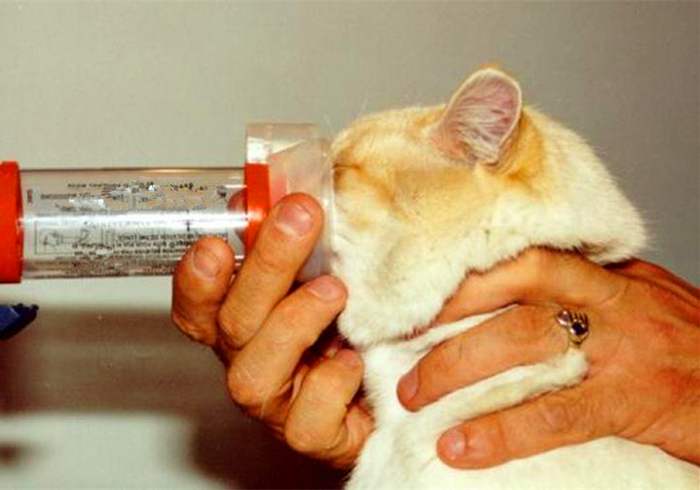 猫咪铲屎官必须知道的事情,猫咪肺部肿瘤症状及治疗方法