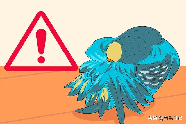 第五十九课：如何理解鸟的肢体语言？