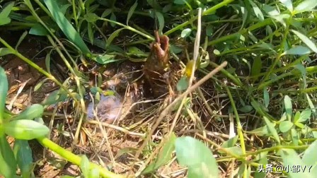 钓黄鳝的方法与注意事项,掌握四种钓法