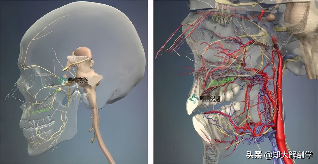 偏头痛怎么用手法缓解,偏头痛的手法治疗