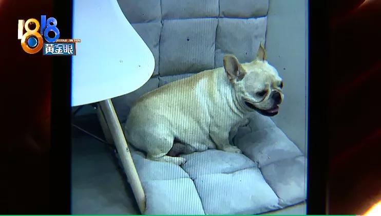 四胞胎都没有胎心胎芽正常吗,四胎无创都没问题五胎会有问题吗