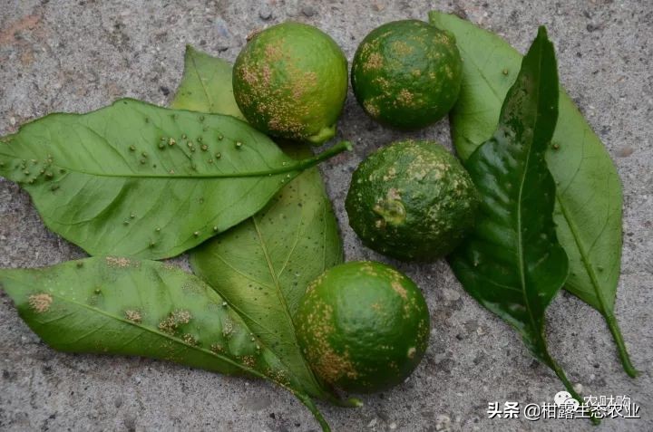 作物虫害识别大全图谱,果园物理防控虫害的方法