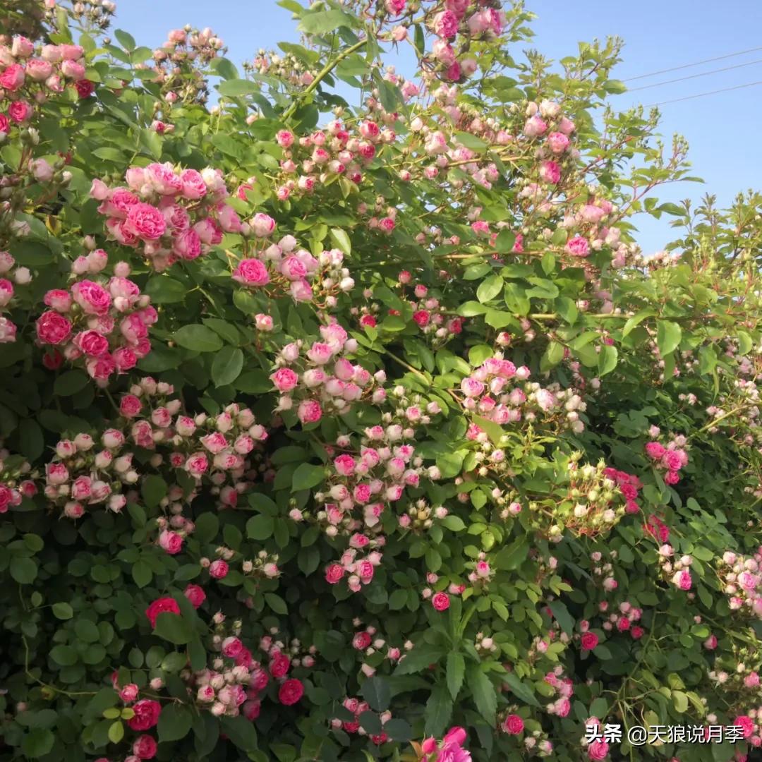 人家最美四月天，天狼自育终于打折了！15个品种供你宠信。