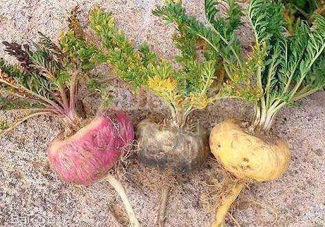 南美玛卡天然滋补,南美玛卡保健品