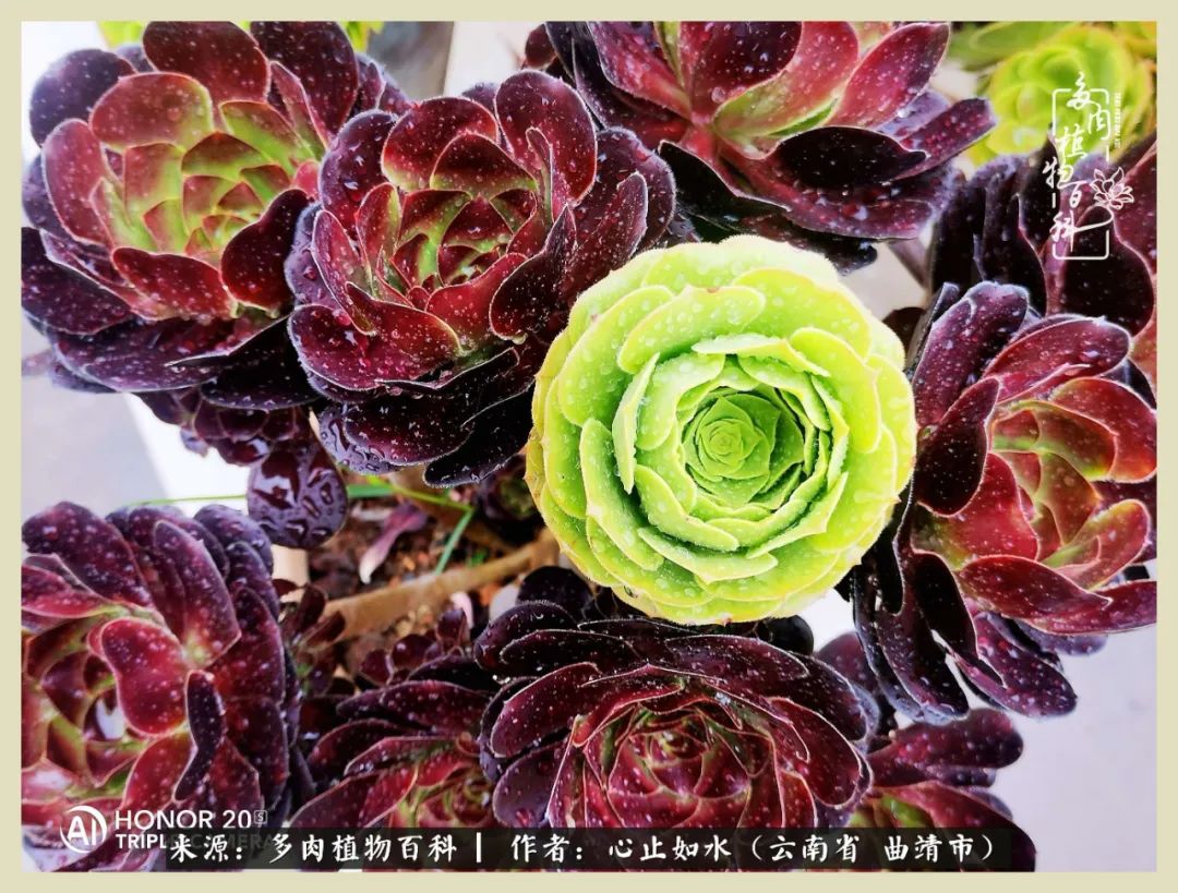 感谢陪伴感恩所有的遇见,让每个人都能感受到多肉的美好