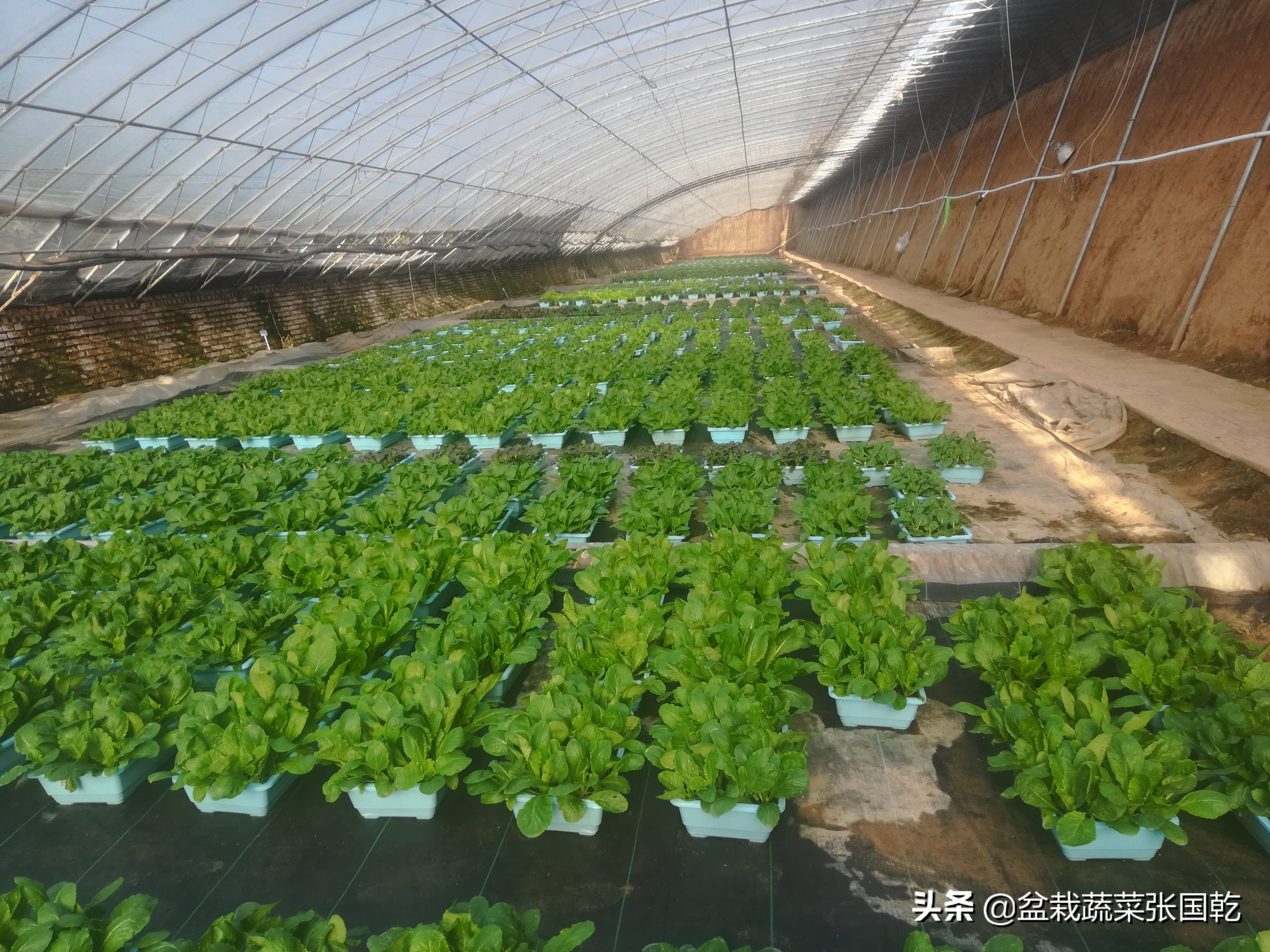 盆栽蔬菜行业现状,蔬菜种植行业分析报告总结