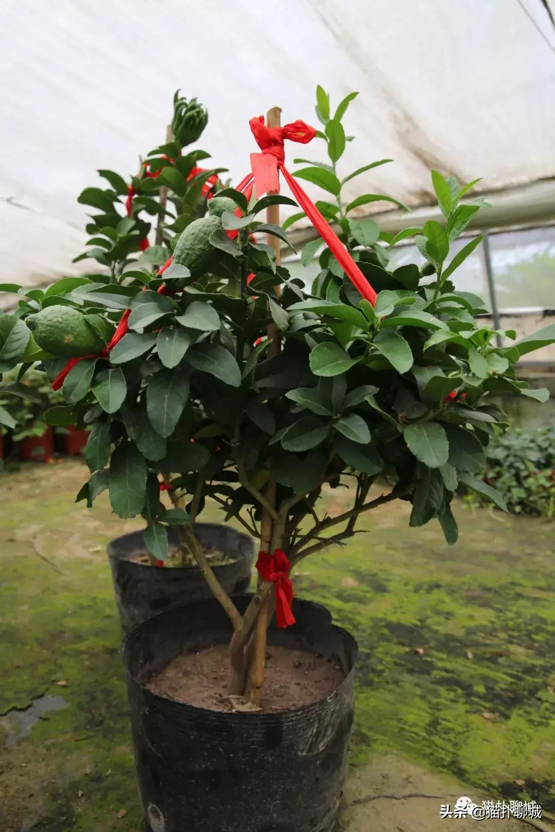 聊城北环花卉市场批发玫瑰鲜花吗,聊城最大的花卉市场