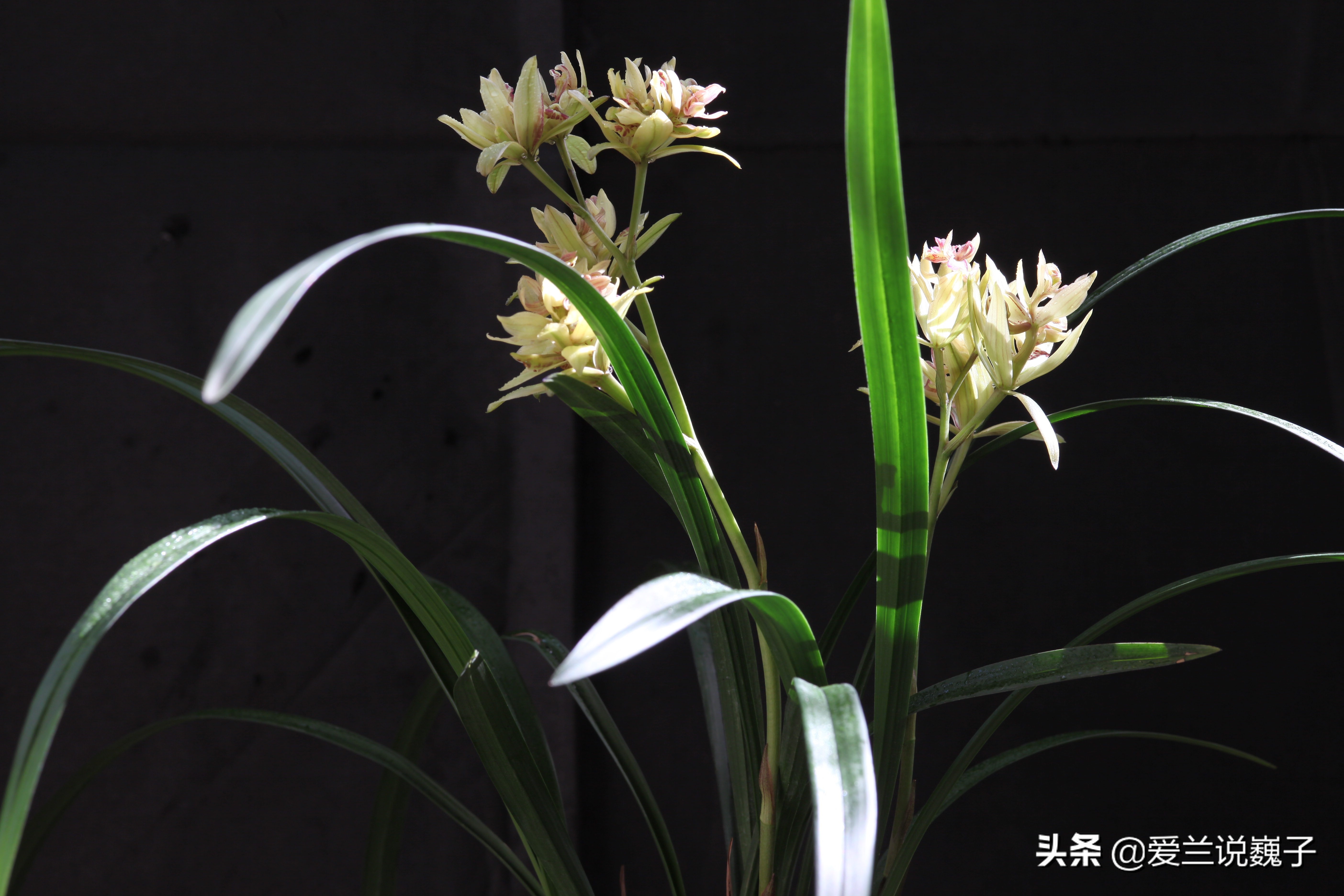 购兰花,买兰花怎么避免骗局呢