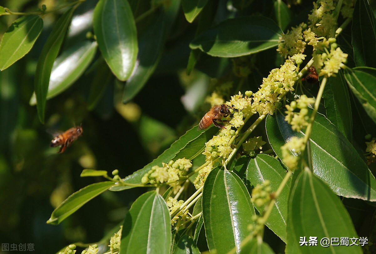 散文玫瑰香,关于枣花飘香的散文