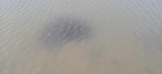 河蟹塘浑水怎么处理,河蟹池塘常见问题