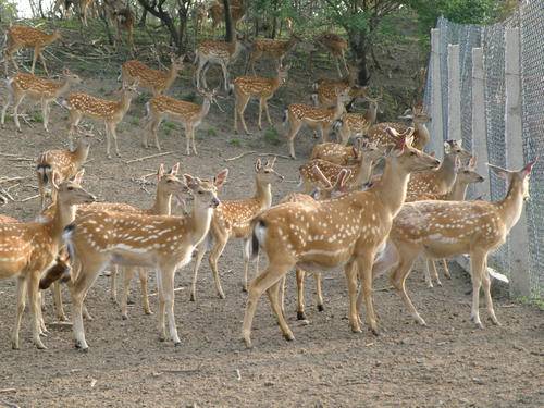 梅花鹿的鹿茸砍掉会死吗,鹿茸割了梅花鹿会受影响吗