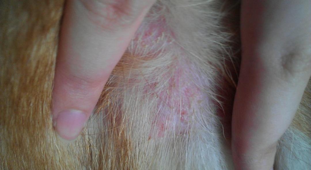 比熊犬总是呕吐黄粘液吃什么药,比熊犬毛被尿染黄了怎么办