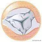 心脏说明书,这份通俗易懂的心脏说明书请收好