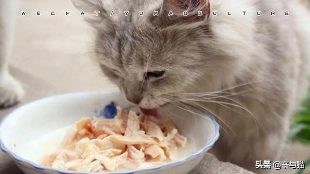 猫咪严重缺钙的症状能补救吗,猫咪缺钙后腿无力补钙后能改善吗