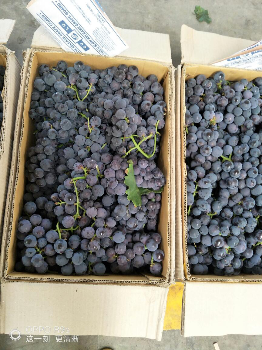 四川姑娘在新疆的生活日常,四川姑娘在南疆记录美好生活