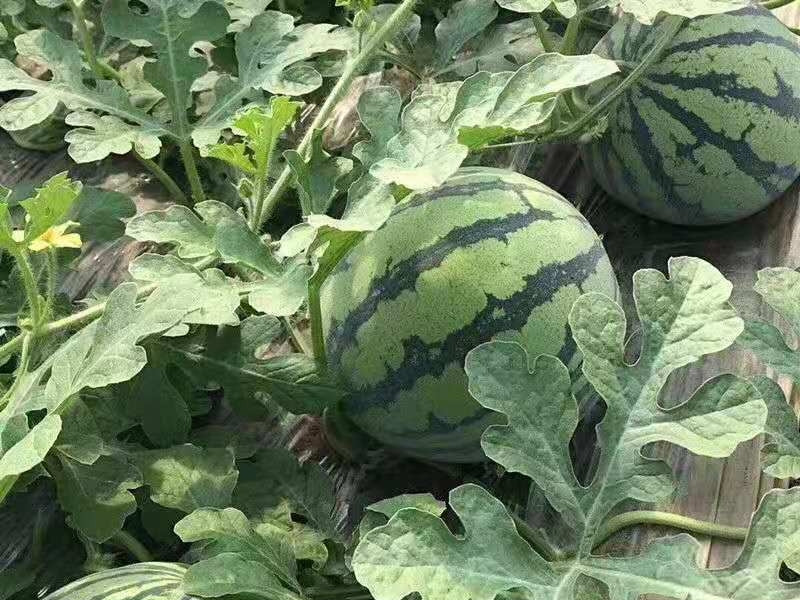 买西瓜老是买到坏的,怎么挑选西瓜又熟又甜的品种