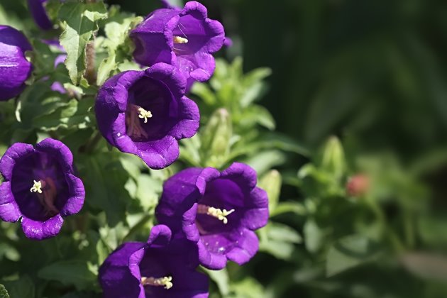 风铃草叶绿蔫了土湿的补救办法,风铃草蔫了怎么补救