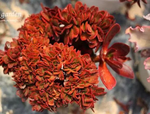 多肉长小黑飞介壳虫用什么药最好,多肉长蚧壳虫应该怎么处理