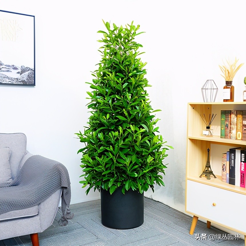 非洲茉莉花怎么样养,非洲茉莉养护方法