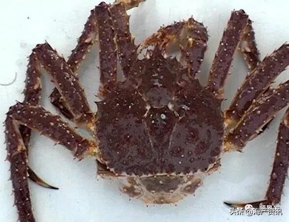 春节必买的海鲜,一年四季海鲜怎么选