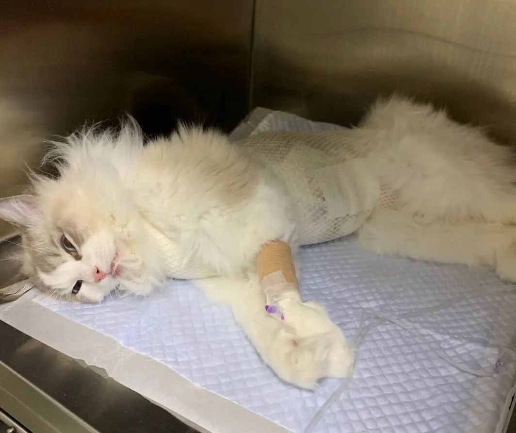 “我居然从猫屁股拽出了一根针！太可怕了！”