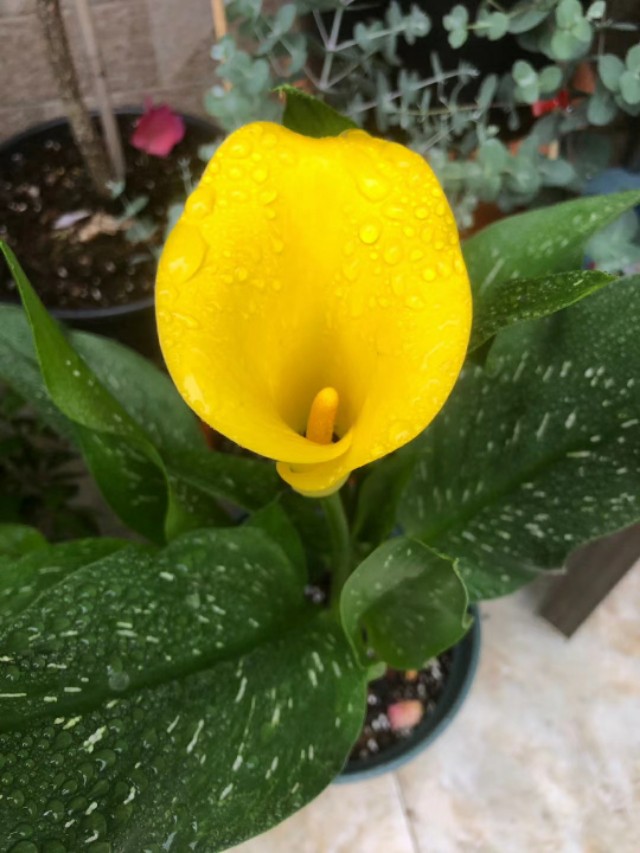 马蹄莲室内可以种吗,马蹄莲有多少种类型