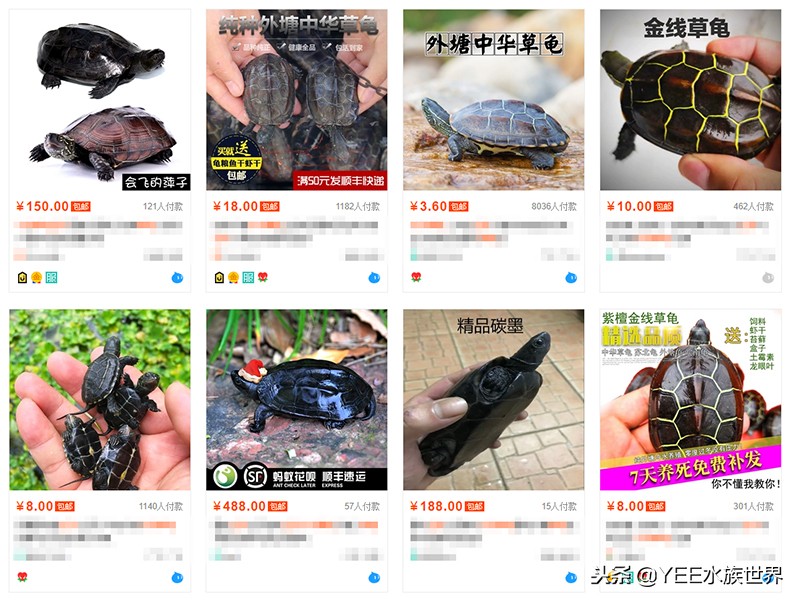 这些年对养龟的误解,养龟需注意的事情