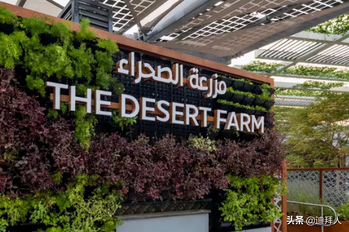 迪拜旅游攻略必玩景点推荐一下,迪拜旅游百科知识大全最新