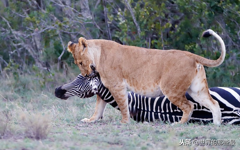非洲草原上生存过老虎吗?是不是被狮群赶走的?网友的解释很合理