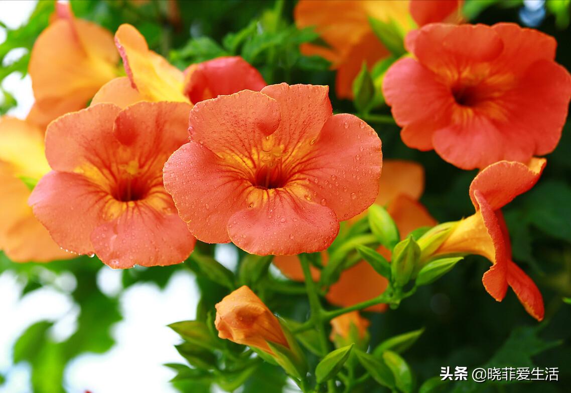 爬墙种植物大全,爬墙类绿植家种