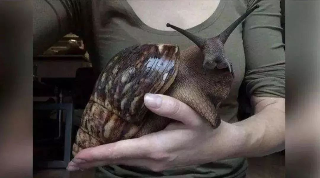 非洲大蜗牛足有2斤重，入侵我国多年，中国吃货为何不将它们消灭