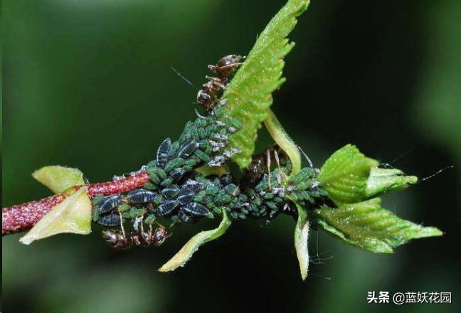 月季花苞上有蚜虫要如何处理,月季生蚜虫怎么处理