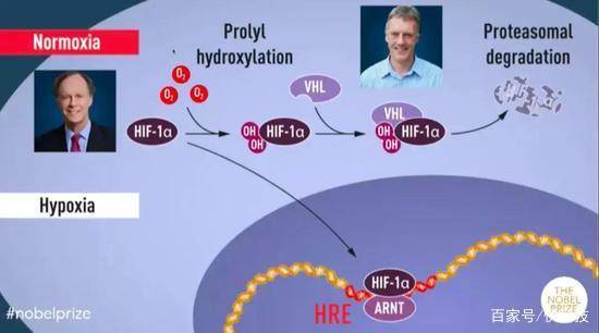 肾性贫血新药什么时候出来,肾性贫血最新治疗新药