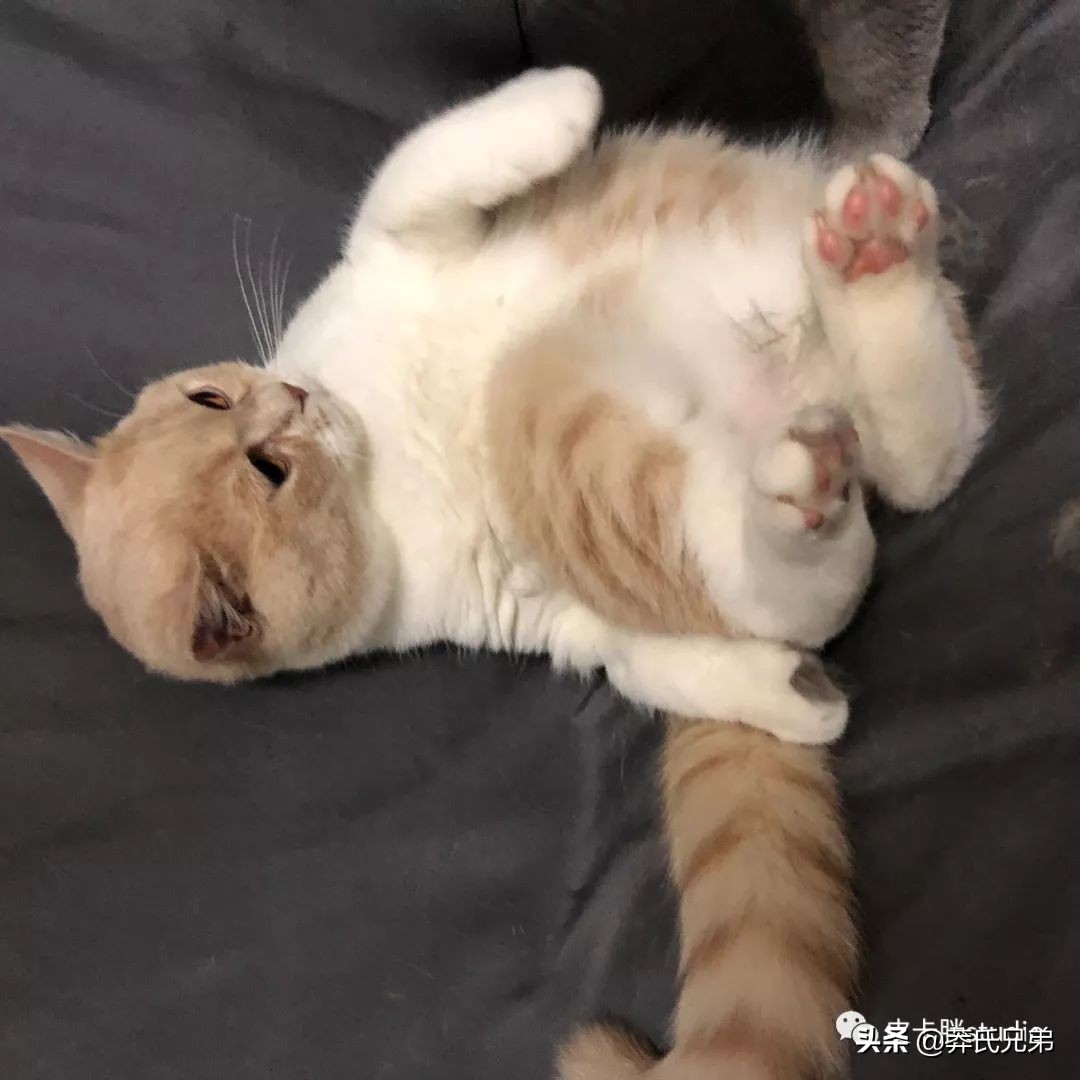 可爱小奶猫刚生出成长日记,一只小奶猫的成长过程