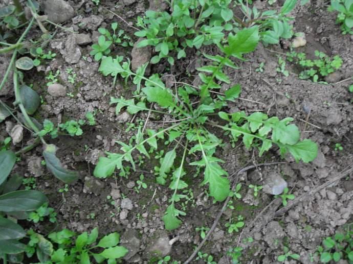 野菜苦苣菜的功效与禁忌,野菜山茄子的功效与作用禁忌