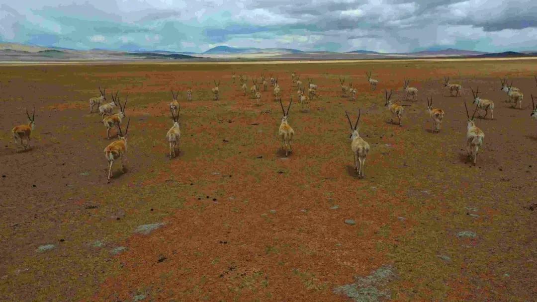 藏羚羊尸体处理结果,藏羚羊的尸骨