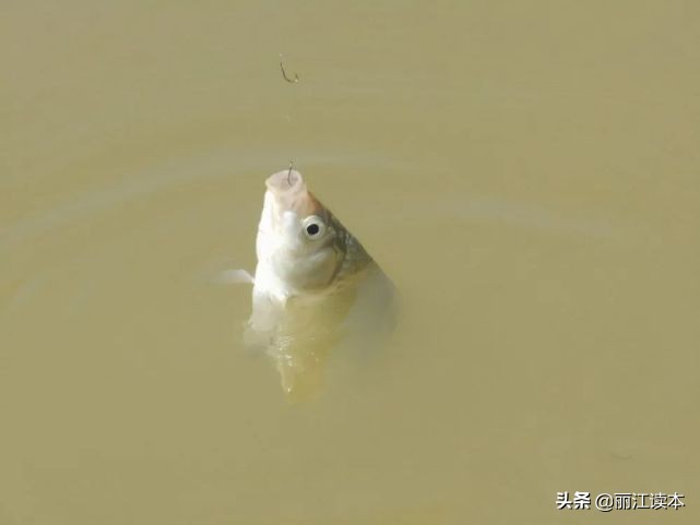 纳西族的女人娶男人,丽江女孩子只嫁丽江男孩