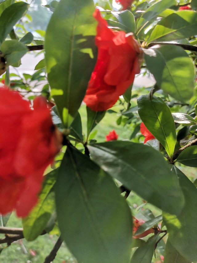 石榴花盆栽养殖方法视频,石榴花盆栽平时怎么养护